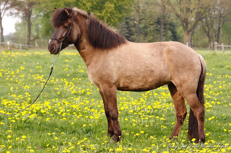 Bjoerk von Heidmoor a.jpg - Bjoerk von Heidmoor - diesen Sommer haben wir angefangen mit ihr zu arbeiten und sich macht sich prima.
